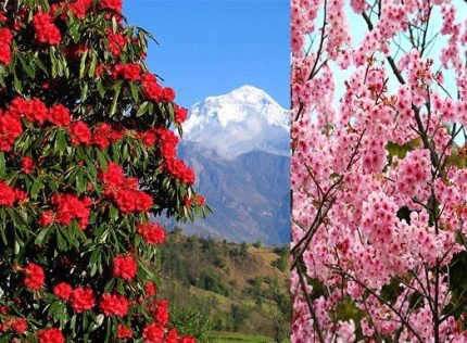 जापानी साकुरालाई मायालु गुँरासको चिठ्ठी