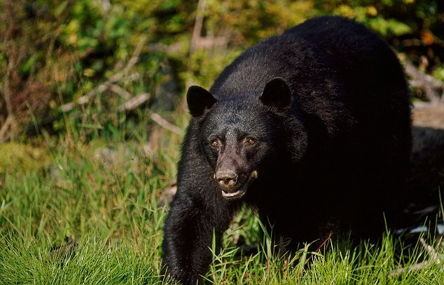 जापानको एकिता जंगलमा भालुको आक्रमण बाट महिलाको मृत्यु