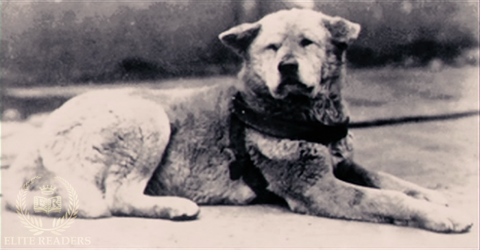 hachiko-loyal-dog