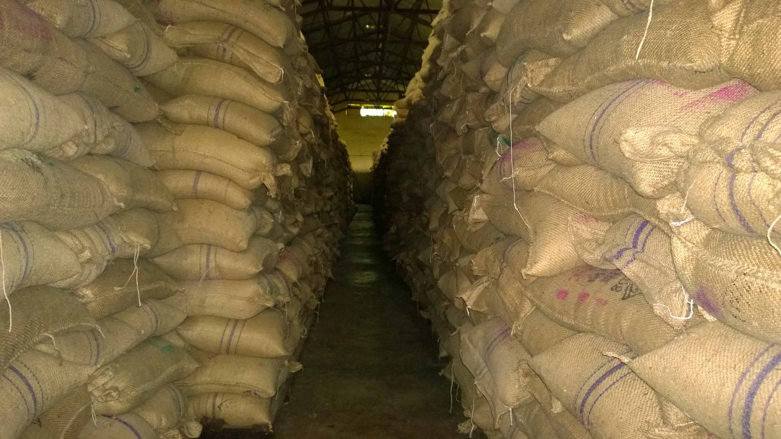 नेपाल सरकारको चरम लापरवाही, जापानले अनुदान दिएको १० हजार ६ सय ६० बोरा चामल कुहियो