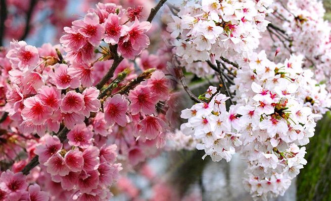 साकुरा समारोह, दश वर्षे वालकले बनाए अनौठो आकृति