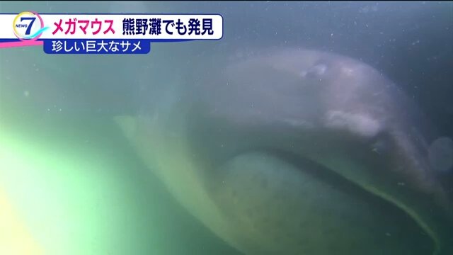 जापानमा समातियो मेगामाउथ सार्क, जीवितै भेटीदा विशेषज्ञ नै दंग