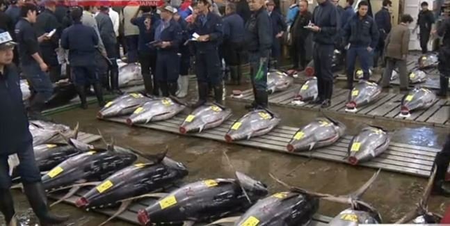 जनताको विरोधका बीच त्सुकिजी मस्य केन्द्र स्थानान्तरण गर्ने निर्णय