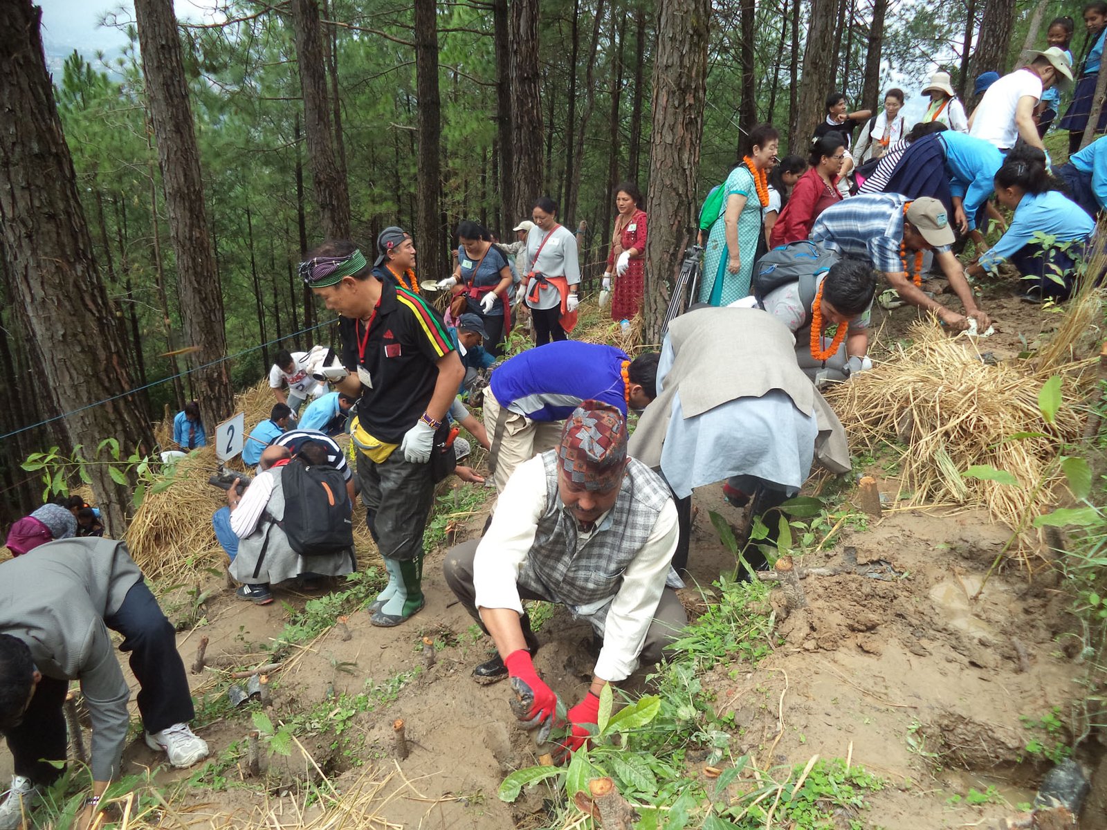 ३० जना जापानीले चाँगुमा रोपे दुई हजार ८८३ बिरुवा