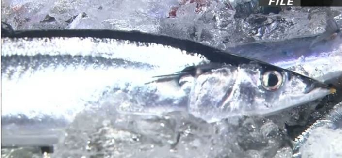 माछा मार्न पनि कोटा प्रणाली, जापानले बोलायो अन्तर्राष्ट्रिय सम्मेलन !