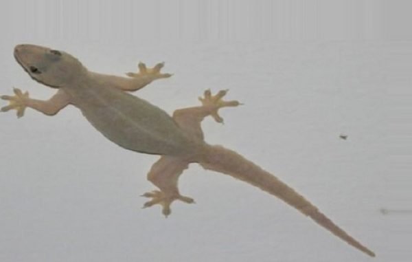 माउसुलीले दिन्छ यस्तो संकेत, घरमा देखियो भने…..