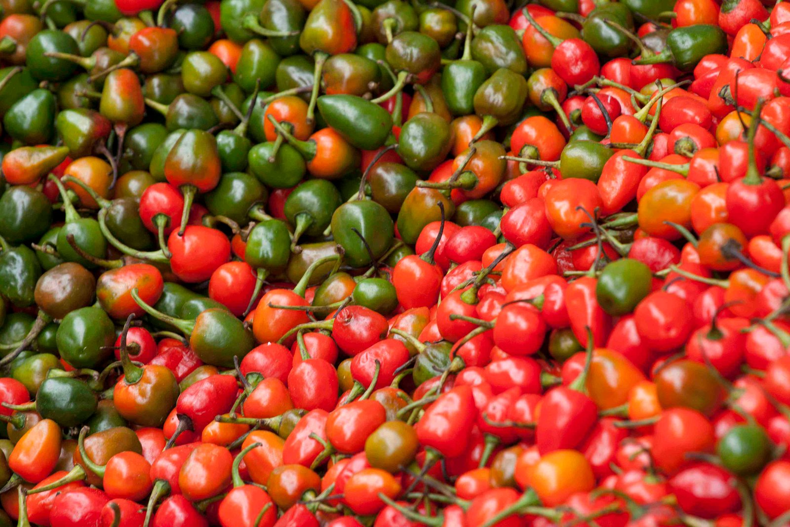 डल्ले खुर्सानी ग्यास्टिक तथा अल्सर रोगको औषधी