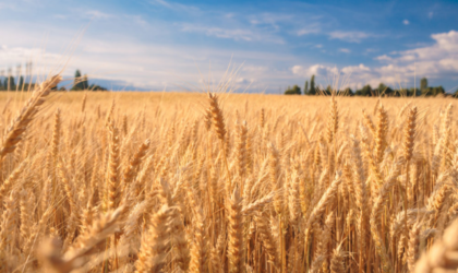 जापानले विदेशी गहुँको मूल्य बढाउँदै, पाउरोटीदेखि चाउचाउसम्मको मूल्य बढ्ने