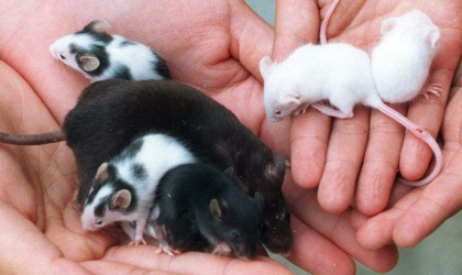 ओसाका विश्वविद्यालयका वैज्ञानिक दुई भाले मुसाबाट बच्चा जन्माउन सफल