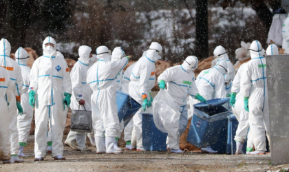 जापानमा बर्ड फ्लुका कारण डेढ करोड बढी पन्छी मारियो