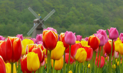 होक्काइदो उद्यानमा २०० प्रकारका तुलिप फूलको सुन्दर दृश्य