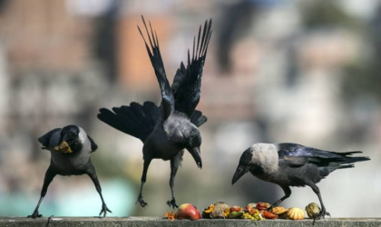 विषादी खुवाएर १३ वटा काग मार्नेलाई ५ लाख येन जरिबाना
