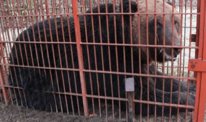 जापानमा ३८० किलो तौलको विशाल भालु नियन्त्रणमा